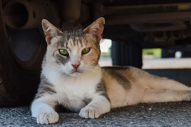 Can a Feral Cat Be Domesticated? Vet-Reviewed Facts & Considerations