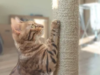 10 DIY Cat Scratching Post Ideas To Make Today (With Pictures)