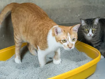 What Is Cat Litter Made Of? Vet-Approved Types Explained (With Pictures)