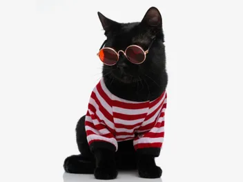 Meet 10 Famous Black Cats Who Stole the Spotlight in Pop Culture