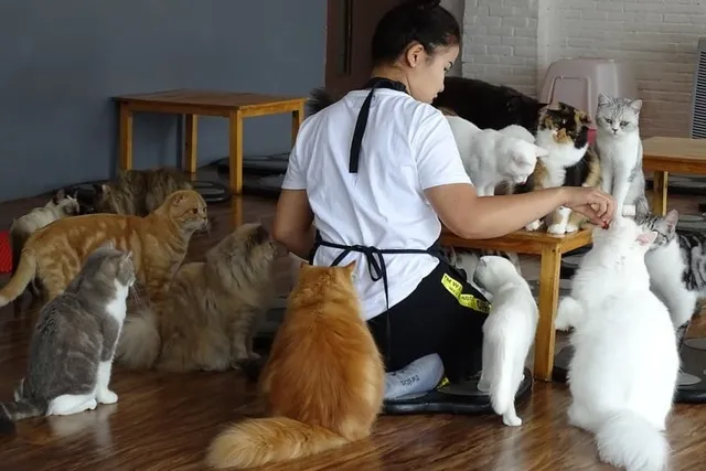 Cat ‘n’ A Cup Cat Café in Chiang Rai, Thailand: Our Review (2026 Update)
