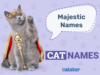 300 Majestic Cat Names: Great Ideas for Your Elegant Cat