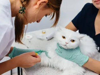 Addison's Disease in Cats: Our Vet Explains Causes, Signs & Treatments