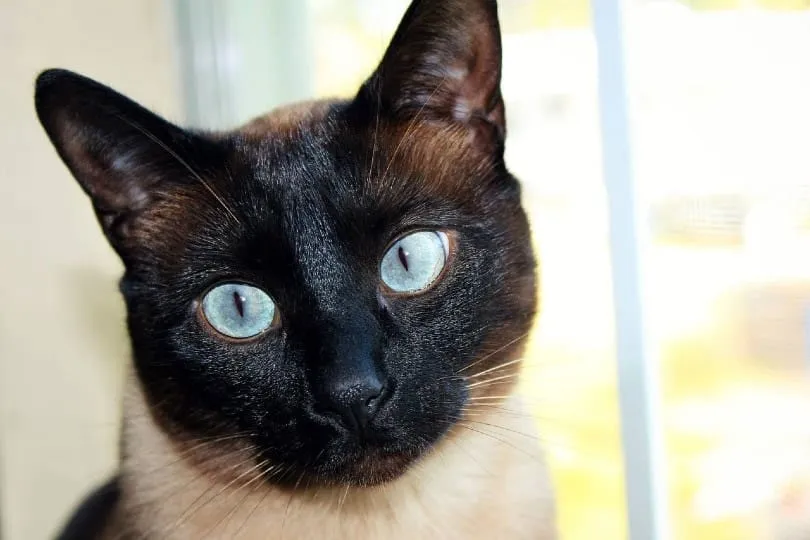 appleheqad siamese cat face close up on eyes
