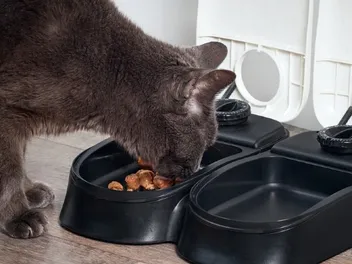 How Do Gravity Cat Feeders Work? Vet-Verified Pros, Cons & Price Guide