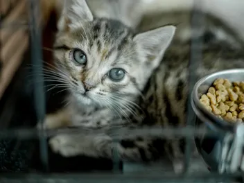 The Cat Network, Inc. – How a $35 Bounty Started an Epic Journey