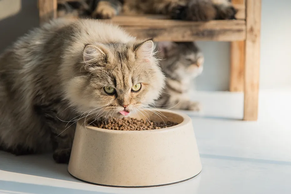 persian cat eating dry food from bowl