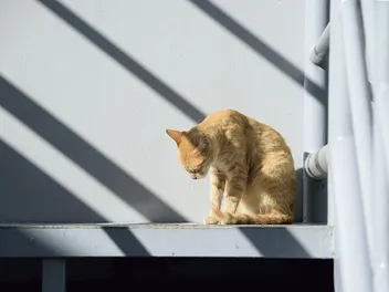 My Cat Wants to Be Alone All of a Sudden: 8 Vet Approved Reasons