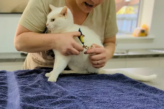 How to Cut Your Cat's Claws: Dr. Karyn's Tips (with Video)