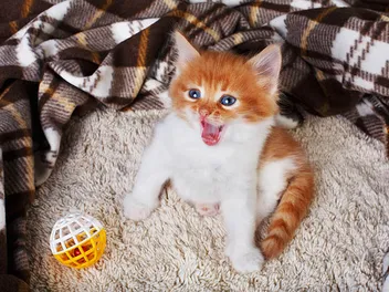 Why Does My Cat Carry Around a Toy and Meow? Cat Behavior Explained (Vet-Reviewed)