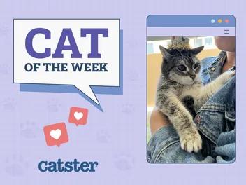 Catster Photo Contest: Cats of the Week Winners (May 08, 2025)