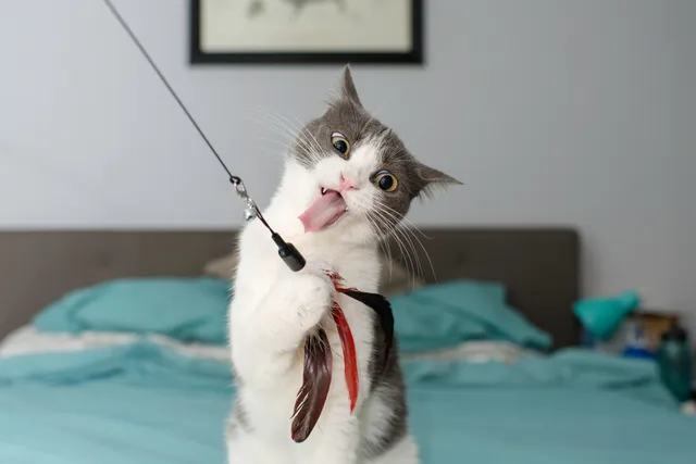 15 Weird Cat Behaviors That Stump Kitty Parents: Facts & Explanation