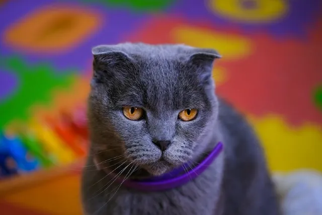 4 Cat Calming Collar Side Effects You Need to Know (Vet Reviewed)