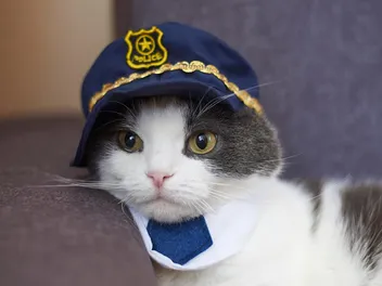 What Are Police Cats? 6 Common Questions Answered (Vet-Verified)