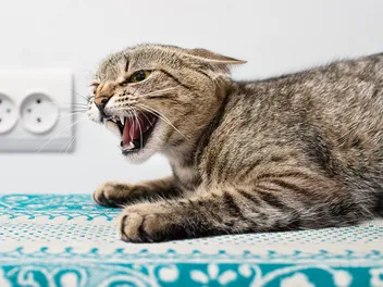 Redirected Aggression in Cats: Vet-Verified Causes & How to Stop It