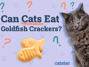 Can Cats Eat Goldfish Crackers? Vet Approved Facts & FAQ