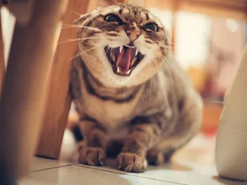 Why Does My Cat Growl? Meaning, How You Should React & FAQ (Vet-Verified)