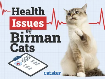Birman Cat Health Problems: 14 Common Issues