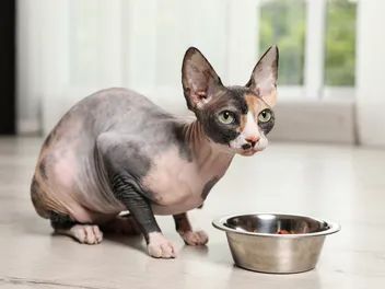 10 Best Cat Foods for Your Sphynx Cat in 2026 – Reviews & Top Picks