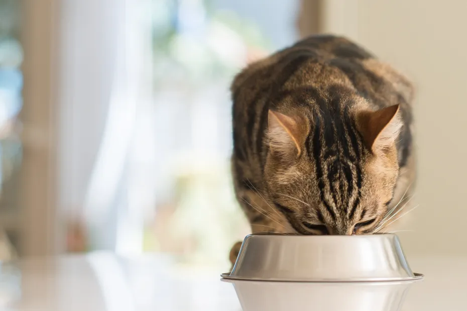 Cat eating from a food bowl over a counter