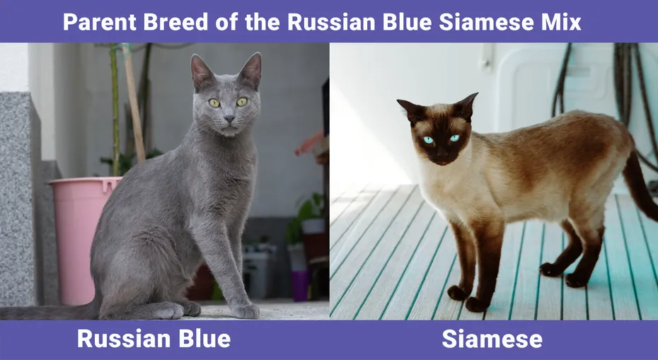 Russian Blue Siamese Mix