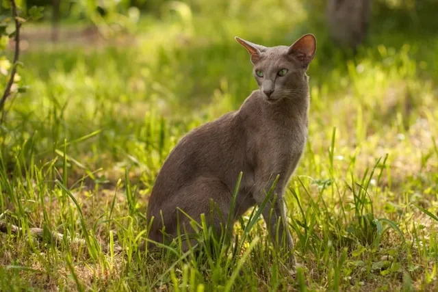 Are Oriental Shorthair Cats Friendly? Vet-Verified Facts & Info