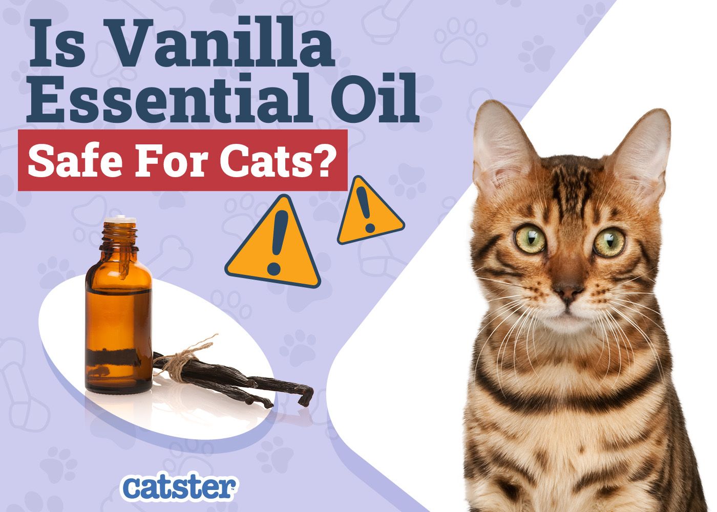 Catster_Is Vanilla Essential Oil Safe for Cats