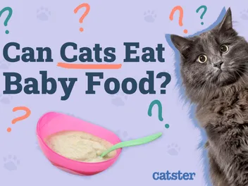 Can Cats Eat Baby Food? Vet-Reviewed Facts & FAQ