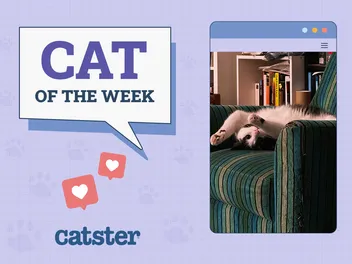 Catster Photo Contest: Cats of the Week Winners (July 31, 2025)