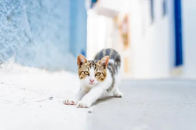 Aegean Cat Breed Info: Pictures, Temperament & Traits