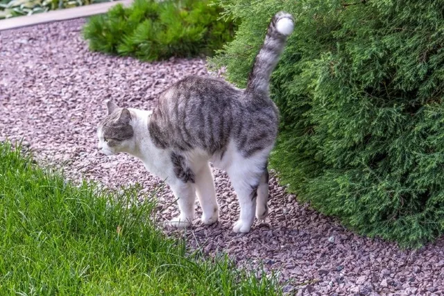 Is It True That All Cats Spray? Vet-Verified Facts & FAQ