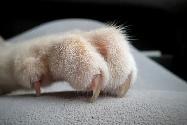 How to Keep Cat Claws Dull Safely: Vet-Approved Tips