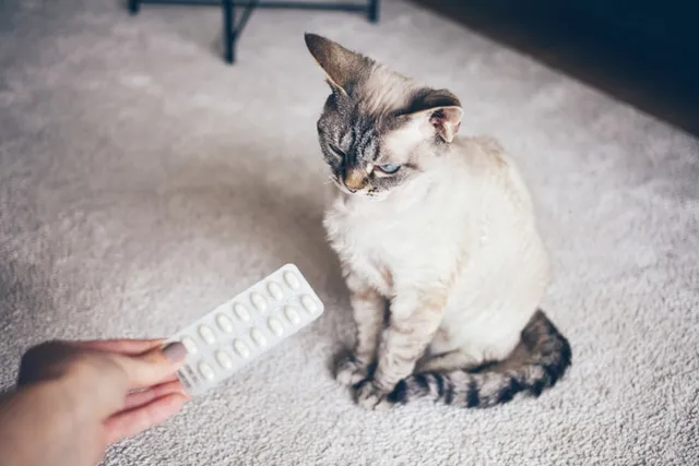 Can I Use Dog Dewormer on Cats? Vet Reviewed Facts