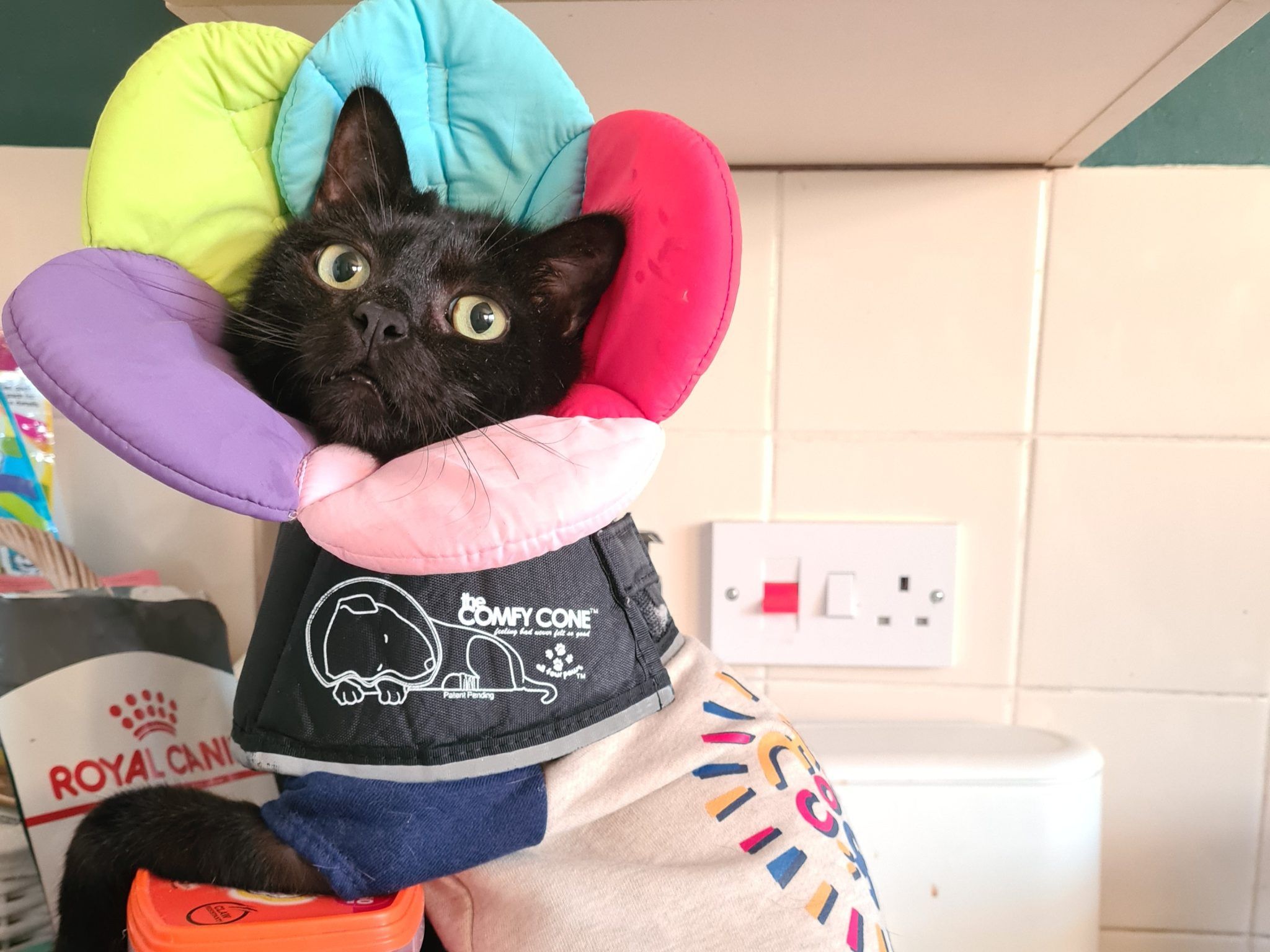 We Opened Our Home to a Senior Cat, and It Changed Our Lives Forever 6