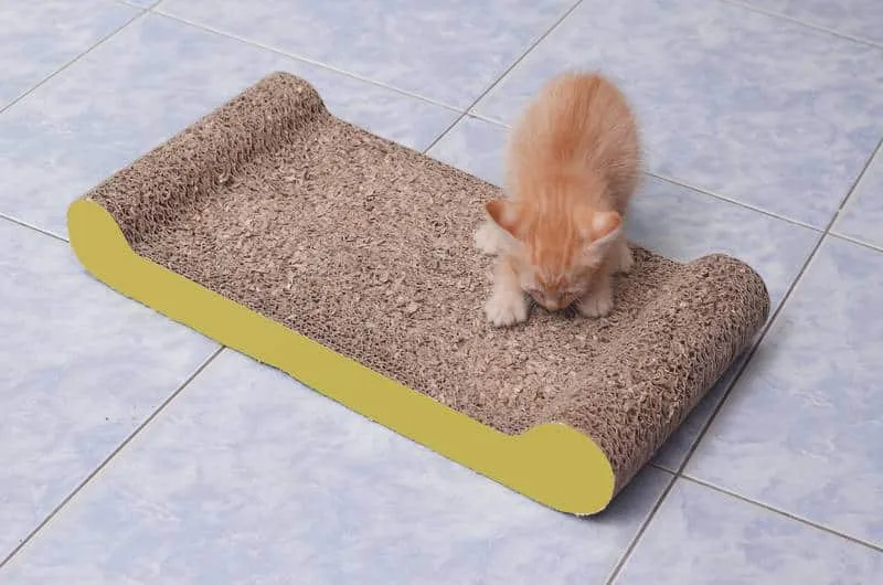 kitten scratching on scratching pad