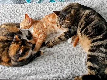 Cat Vaccination: How I Balance the Risks & Benefits