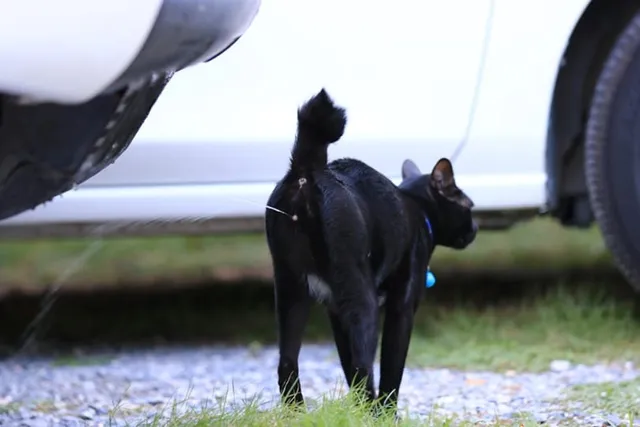 How to Stop a Cat From Spraying: 8 Vet-Approved Tips