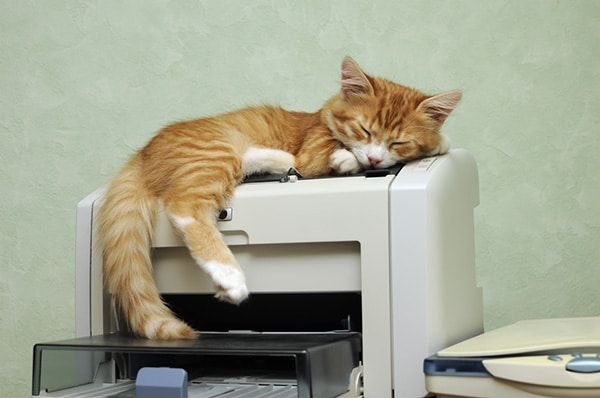 What Is It With Cats & Printers? Vet-Verified Facts