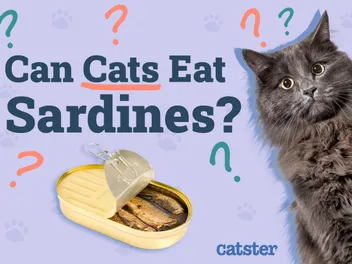Can Cats Eat Sardines? Health Benefits & FAQ
