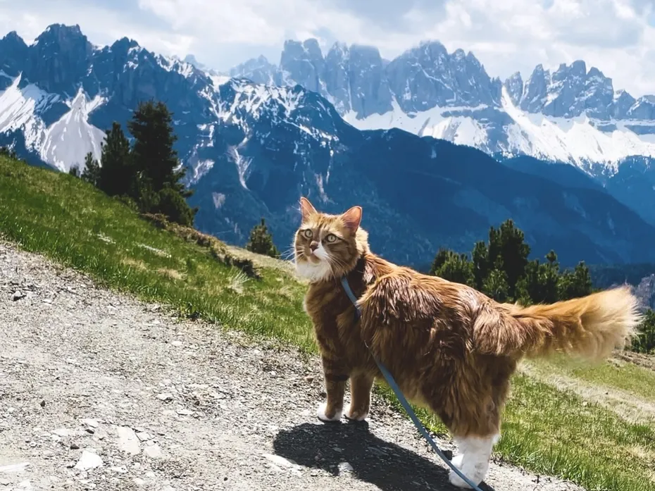 Meet Liebchen, the World-Travelling Adventure Cat IMG_5271