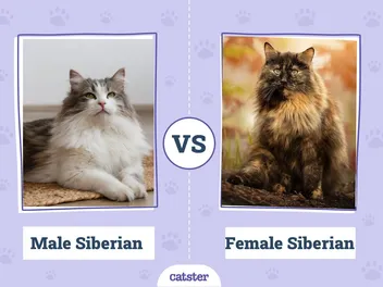 Male vs Female Siberian Cats: What's the Difference? (With Pictures)