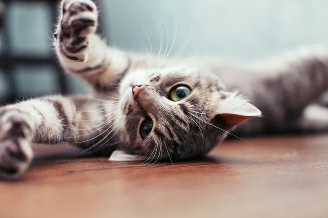 11 Fascinating Facts About Grey Tabby Cats (With Pictures)