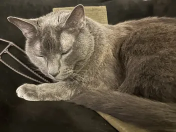 Should Cats Stay in the Cabin or Cargo of Planes? My Preference for Olga