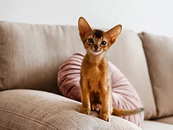 15 Surprising Facts About Kittens That Might Surprise You