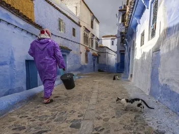 Why Do Cats Follow Strangers? 7 Possible Vet-Reviewed Reasons