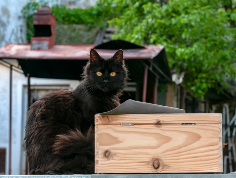 York Chocolate cat