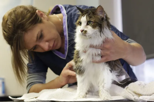 10 Common Causes of Scabs on a Cat: Vet-Reviewed Precautions & Advice