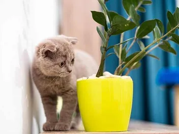 Cat Deterrent Plants: 10 Vet-Approved Herbs (With Pictures)