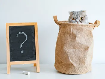11 Cat Idioms & Sayings (Meanings & Origins Explained)