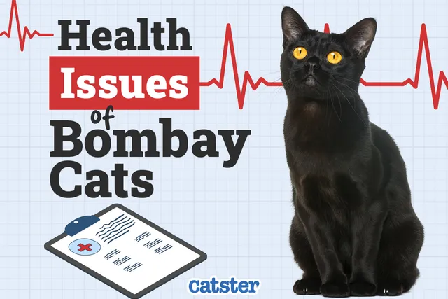 Bombay Cat Health Problems: 5 Common Issues
